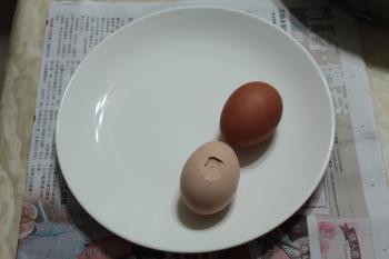 左邊的破蛋即是早產的NG蛋，因蛋殼沒造完就生出，因此顏色淺、易破，但蛋殼內的品質是不受影響的。