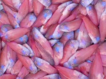 珊瑚礁魚類