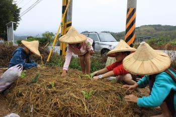 將稻草撥開、紙板戳洞、放入培養土就可以種下菜苗了。