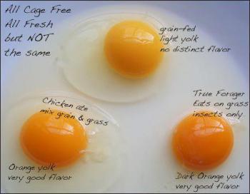 圖片來源：http://www.afterhoursradio.org/the-truth-about-eggs/